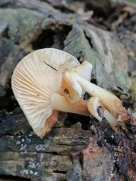 Flammulina elastica