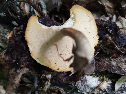 Lentinus substrictus