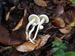 Hygrophorus eburneus