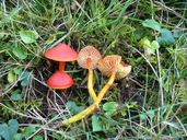 Hygrocybe coccinea
