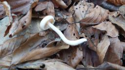 Hygrophorus unicolor