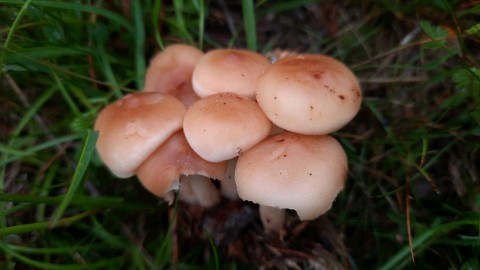 Gymnopus hariolorum