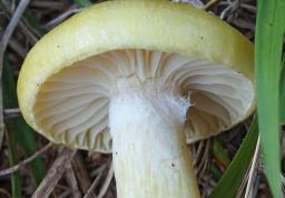 Hygrophorus lucorum
