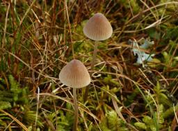 Mycena metata