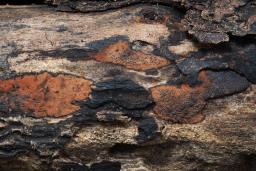 Hypomontagnella submonticulosa