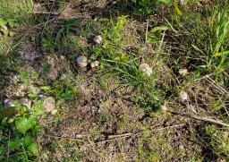 Entoloma sepium