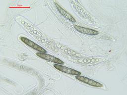 Massaria conspurcata