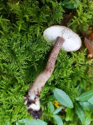 Tricholoma squarrulosum