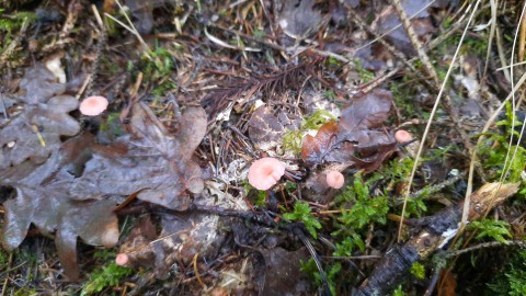 Mycena rosella