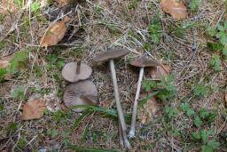 Entoloma hirtipes