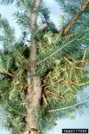 Chrysomyxa arctostaphyli