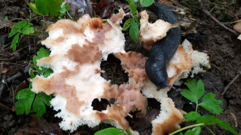 Polyporus tuberaster