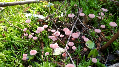 Mycena rosella