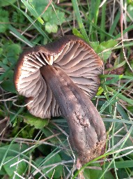 Hygrocybe ovina