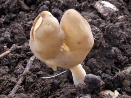 Helvella elastica