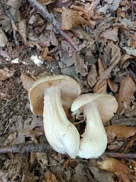 Entoloma sinuatum