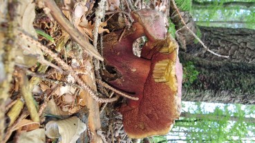 Rubroboletus rubrosanguineus