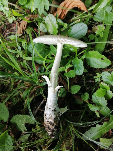 Amanita vaginata