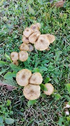 Armillaria gallica