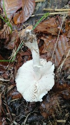 Leucoagaricus leucothites