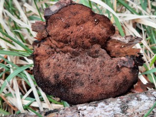 Ischnoderma benzoinum