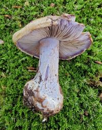 Calonarius suaveolens