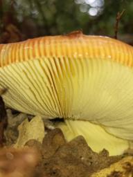 Amanita caesarea