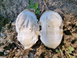 Amanita amplivelata