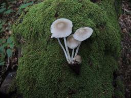 Mycena niveipes