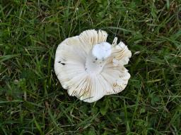 Russula laricina