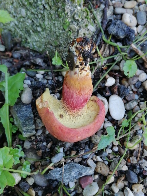 Rheubarbariboletus armeniacus