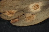 Puccinia recondita