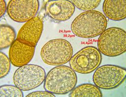 Puccinia phyllostachydis