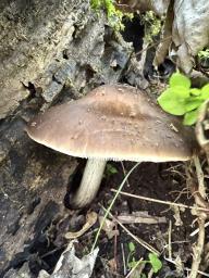 Pluteus cervinus