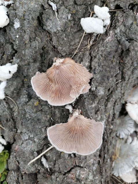 Schizophyllum commune