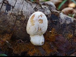 Coprinellus domesticus