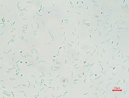 Cyanosporus caesius
