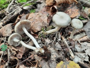 Entoloma rhodopolium