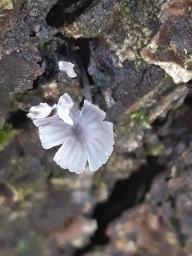 Mycena pseudocorticola