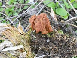 Gyromitra gigas