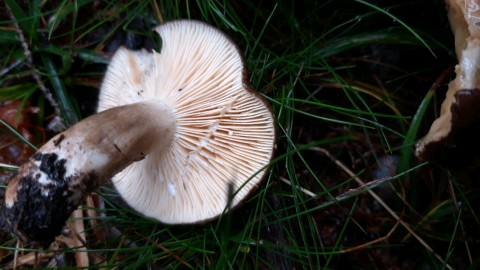 Lactarius picinus