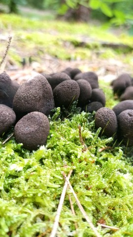 Xylaria polymorpha