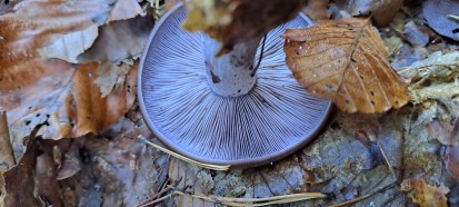 Collybia nuda