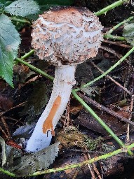 Chlorophyllum rhacodes