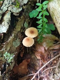 Marasmius torquescens