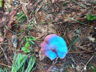 Cortinarius rubellus