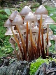 Mycena crocata