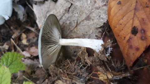 Clitocybe odora