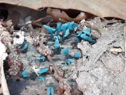 Chlorociboria aeruginascens