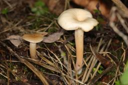 Clitocybe agrestis